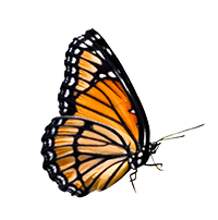 Orange butterfly