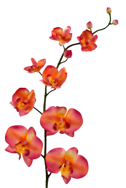 Orange orchids